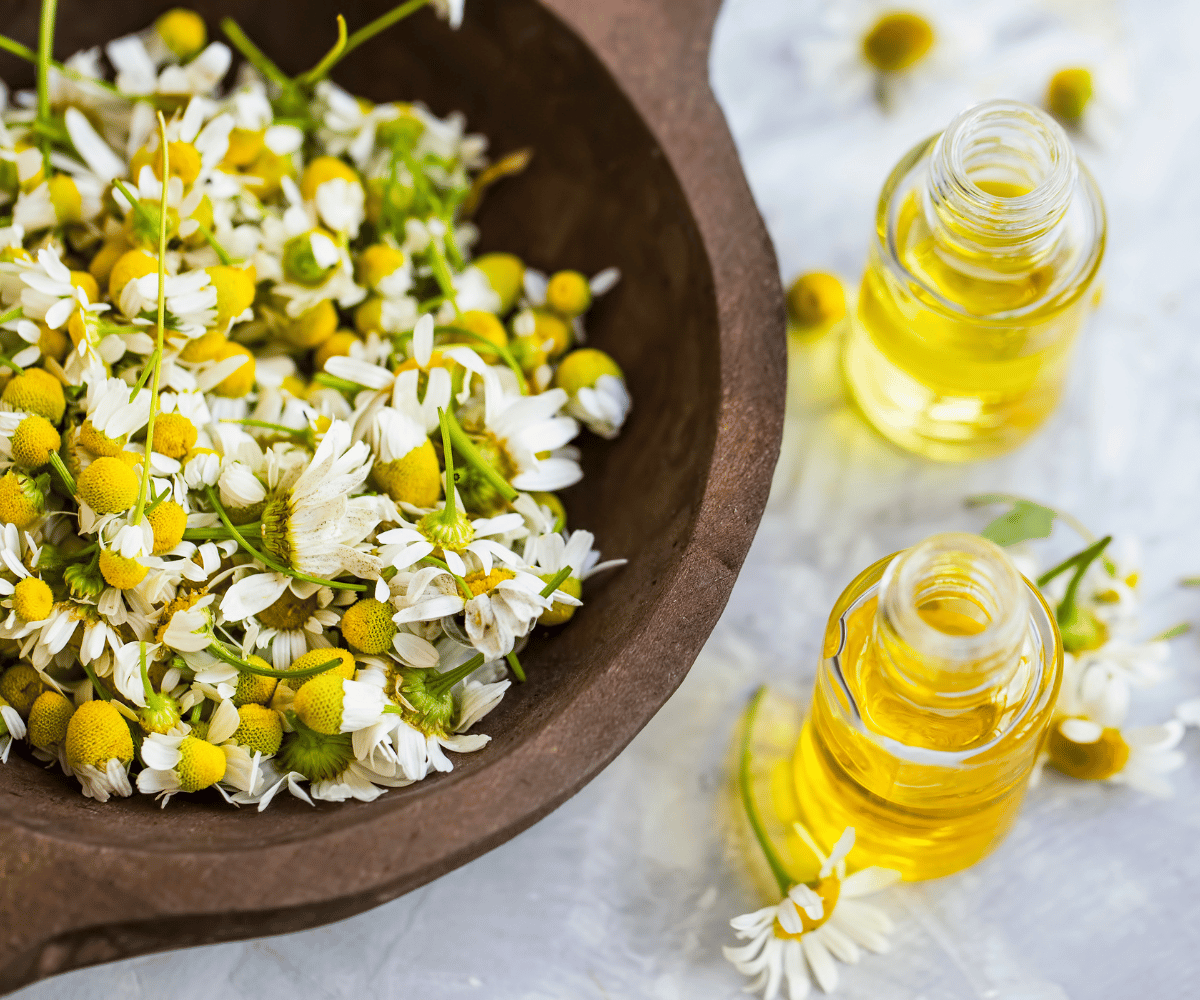 The Power of Chamomile Tea Extract: Unlocking the Secret to Better Sleep