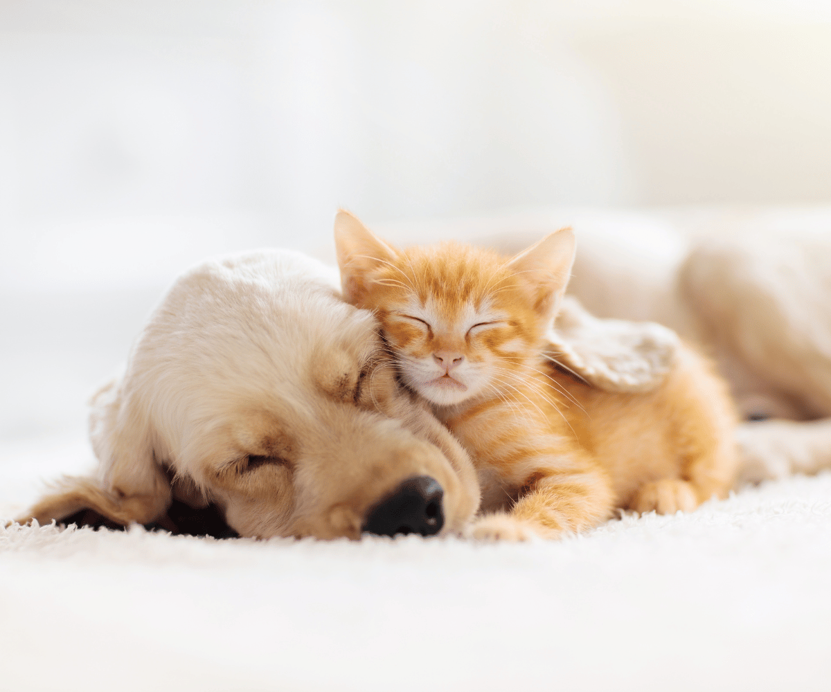 Sleep and Evolution: An Evolutionary Perspective on the Importance of Sleep