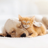 Sleep and Evolution: An Evolutionary Perspective on the Importance of Sleep